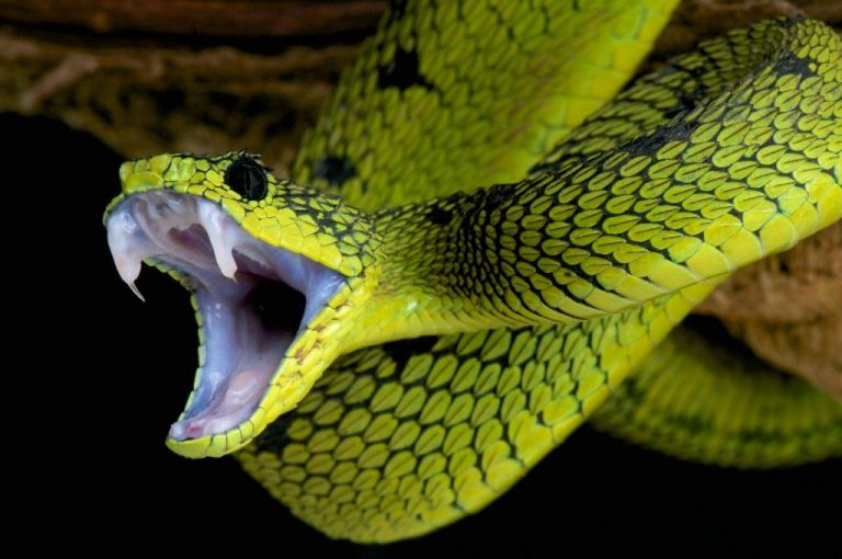 Buy Dendroaspis Angusticeps Venom - Dr Venom Shop