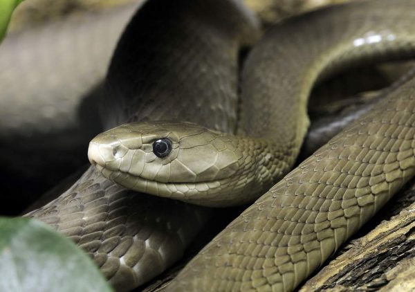 Buy Dendroaspis Polylepis Venom