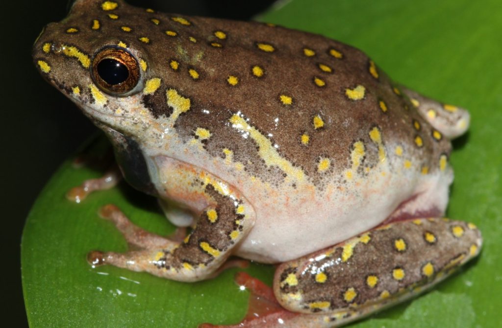 Buy Kassina Senegalensis Toad Venom - Dr Venom Shop